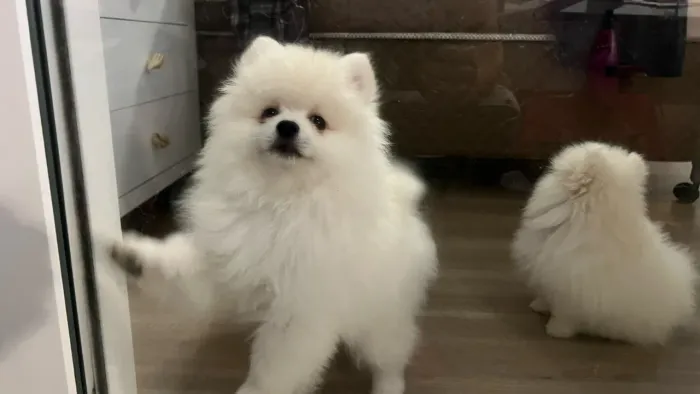 Spitz alemão 
