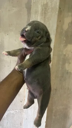 Filhote de American Bully