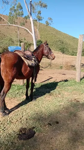 Cavalo a venda