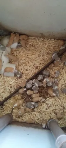 Camundongos para Alimento ou Pet - Saudáveis