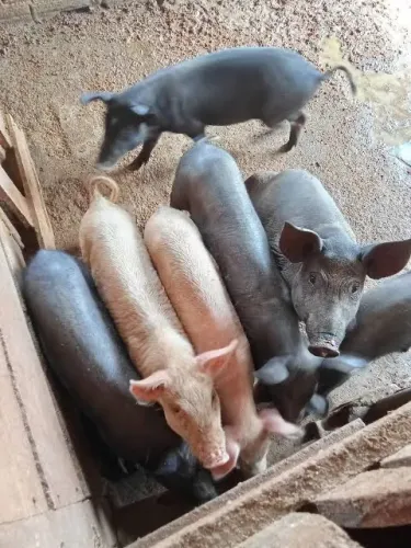 Vendo leitão barato