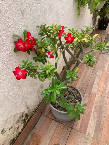 Planta Rosa do Deserto Grande