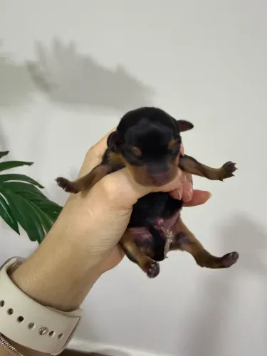 PINSCHER 0 PEQUENO
