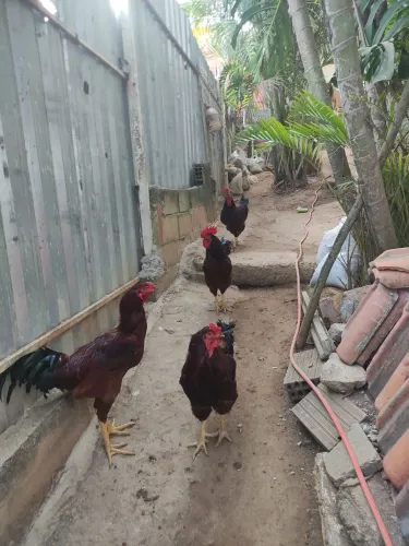 Galos Rhod Island red