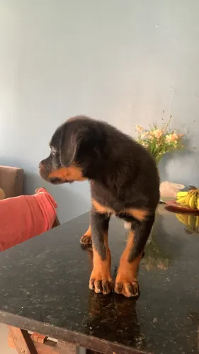 Rottweiler