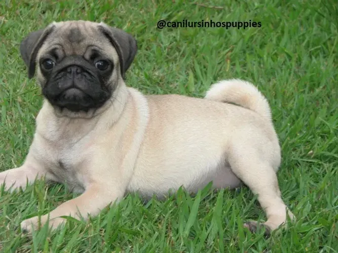 pug lindos bebes entrega já linhagem cn, ursinhos puppies .