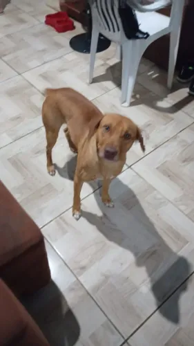 Cachorro vira lata