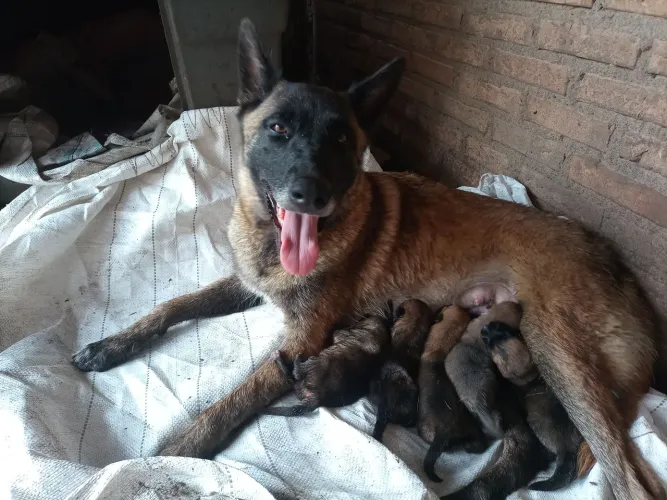 FILHOTES PASTOR BELGA MALINOIS