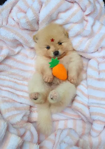Spitz Alemão lindo demais 