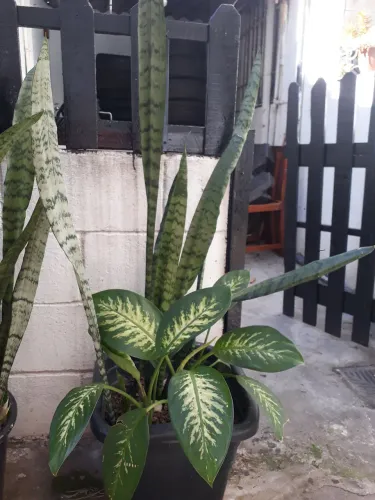 Lindas plantas 