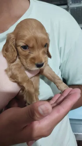 Filhote de cocker spaniel o companheiro que encanta seu jeitinho