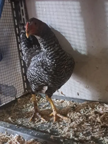 Vendo 3 galinhas mestiça