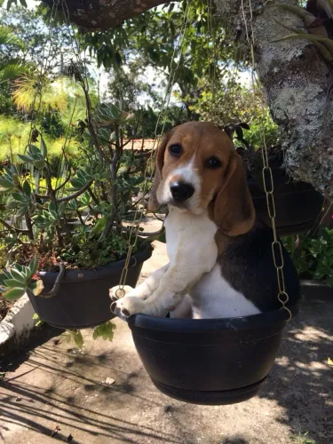 Beagle com pedigree