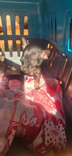 Pinscher fêmea 0