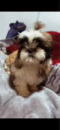 Lindo filhote de shitzhu de 3 meses