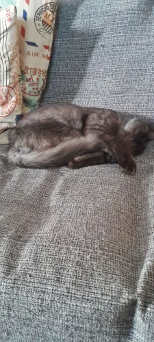GATO MACHO PARA ADOÇÃO