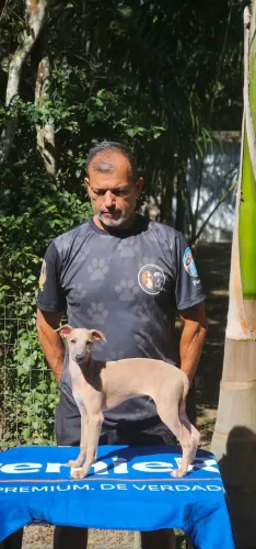 Italian Greyhound - Galguinho Macho