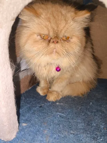 Gata persa