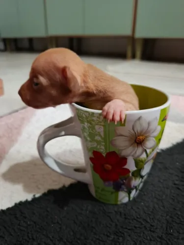 Vendo Pinscher número 1