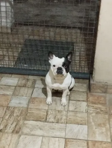Bulldog Frances - macho disponível pra monta/cruza