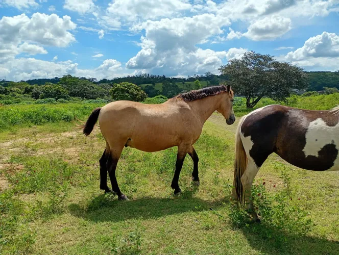 Cavalo mangalarga 