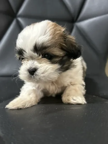 Fêmea Shih Tzu 
