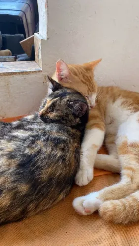 GATINHOS PARA ADOÇÃO RESPONSÁVEL
