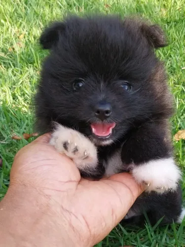 Spitz alemão