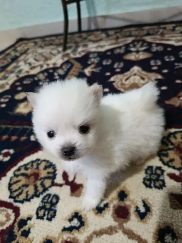 Maravilhoso filhote de spitz alemão