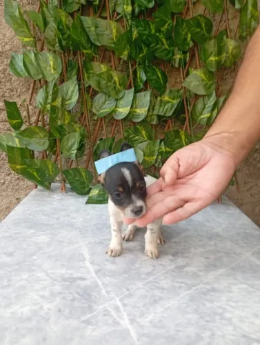 Filhotes de Pinscher Porte Mini