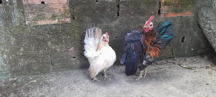 Casal Galinha serama