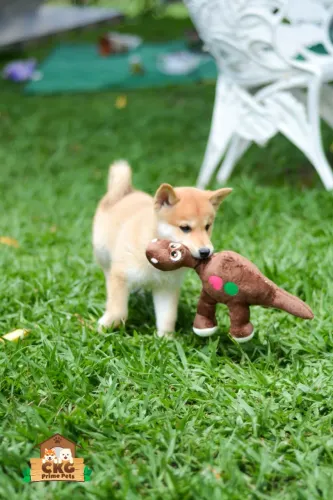 Shiba Inu -Filhotes Fêmeas Nipônica com Pedigree e michrochip