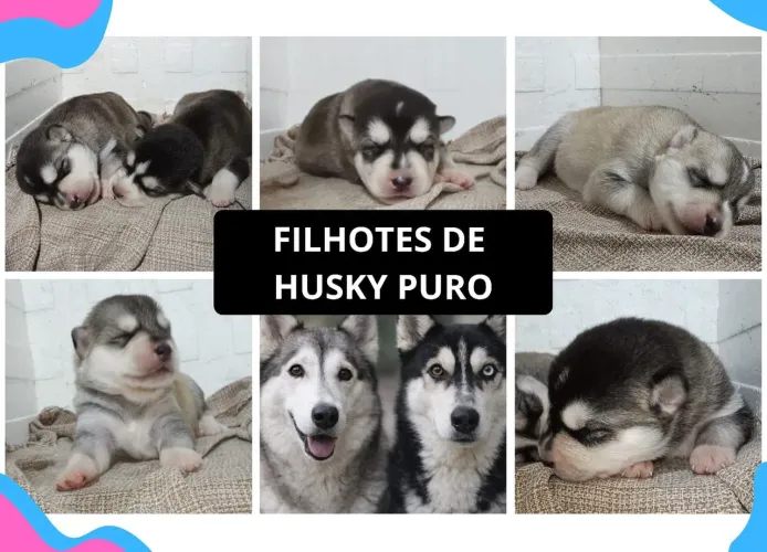 FILHOTES PUROS DE HUSKY