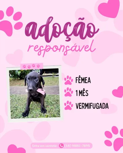 Lindos filhotes doação!