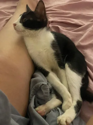 Doação gatinho macho