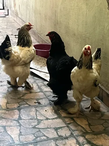 Galinhas brahmas