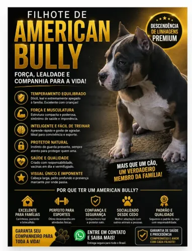 Filhote de American Bully 
