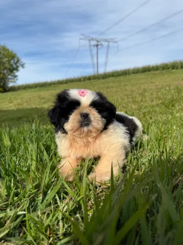 Shihtzu porte mini