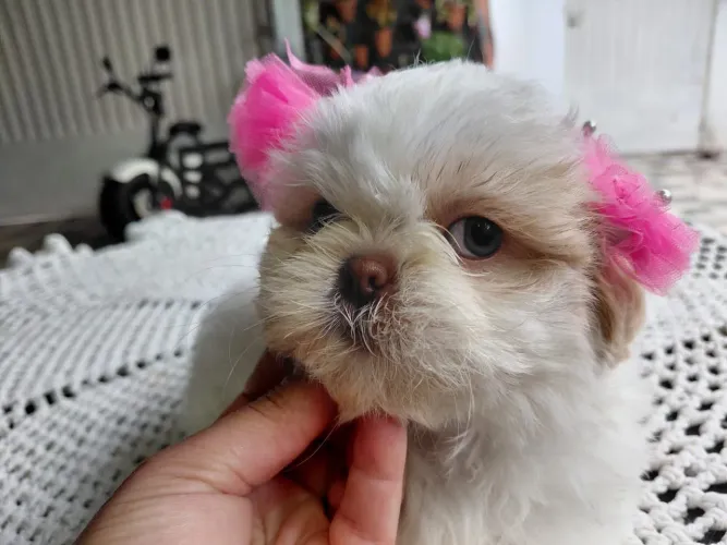 Shih tzu