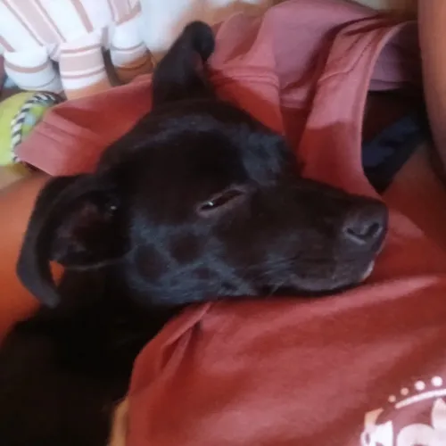 Doação de cachorra filhote