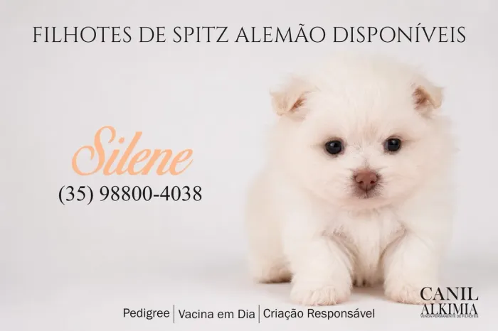 Filhote de Sptiz anao alemão machinho olhos azuis branco
