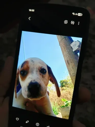Disponível