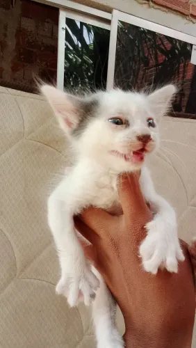 2 gatinhos para adoção comendo ração 45 dias 