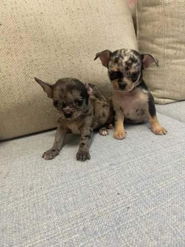 Filhotes chihuahua machos e femeas alto padrao