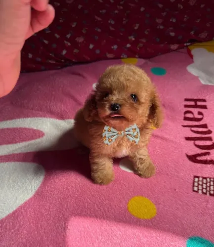 Poodle toy lindos: Só um machinho já!