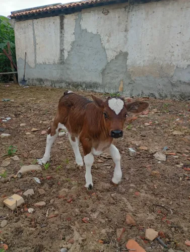 Vaca parida vendo 