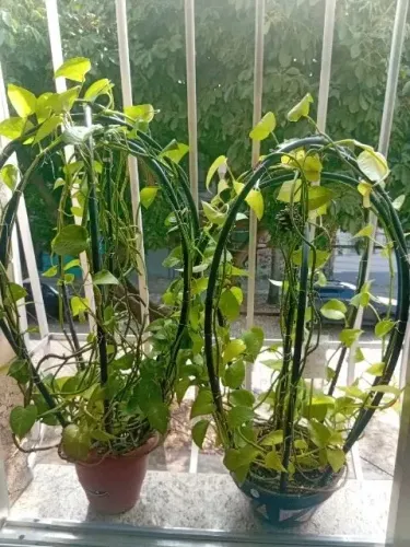 (02) Vasos Com Várias Mudas De Jibóias + (10) Suportes Para Plantas