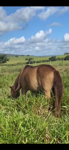 Cavalo Manso