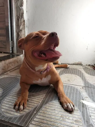 Faço doação de uma fêmea de Pit monster Merlin de 1 ano e 3 meses cachorro de família .