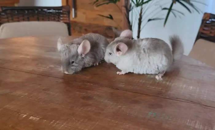 Filhotes de Chinchila